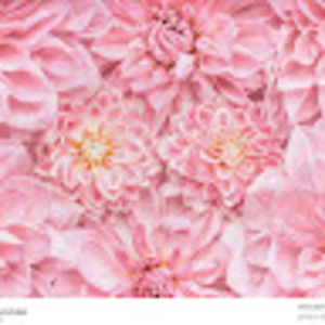 Meet your Posher, Mollie